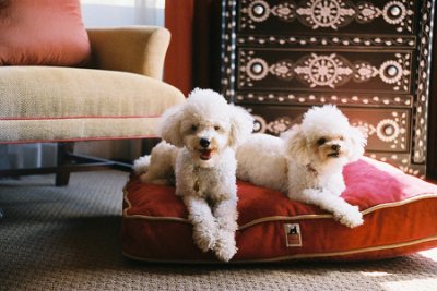 poodles-jpg_002032