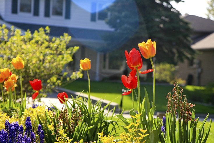 Tulips_in_Spring_time.focus-none.fill-735x490